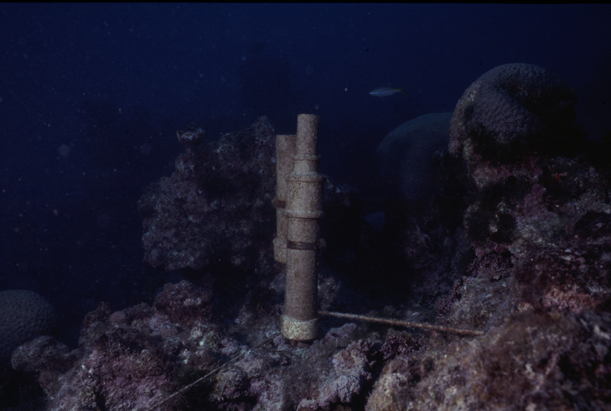 Parcel de Abrolhos/Abrolhos reefs