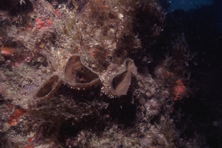 Oeste do Parque Nacional /West of the National Marine Park