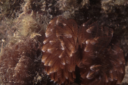 Pedra de Leste/Eastern Reef