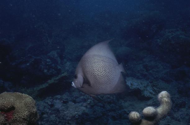 Recife da Lixa/Lixa Reef