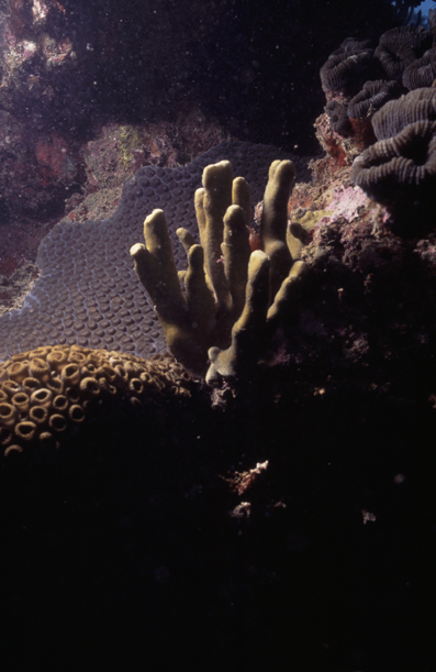 Recife da Lixa/Lixa Reef