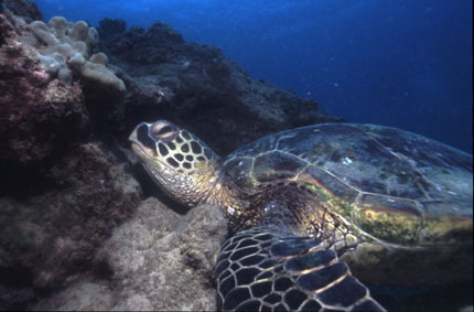 Havaí/Hawai'i